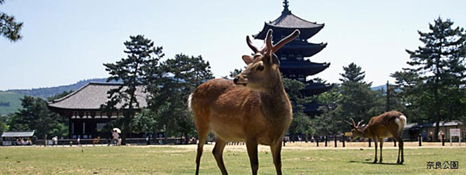 奈良公園の写真